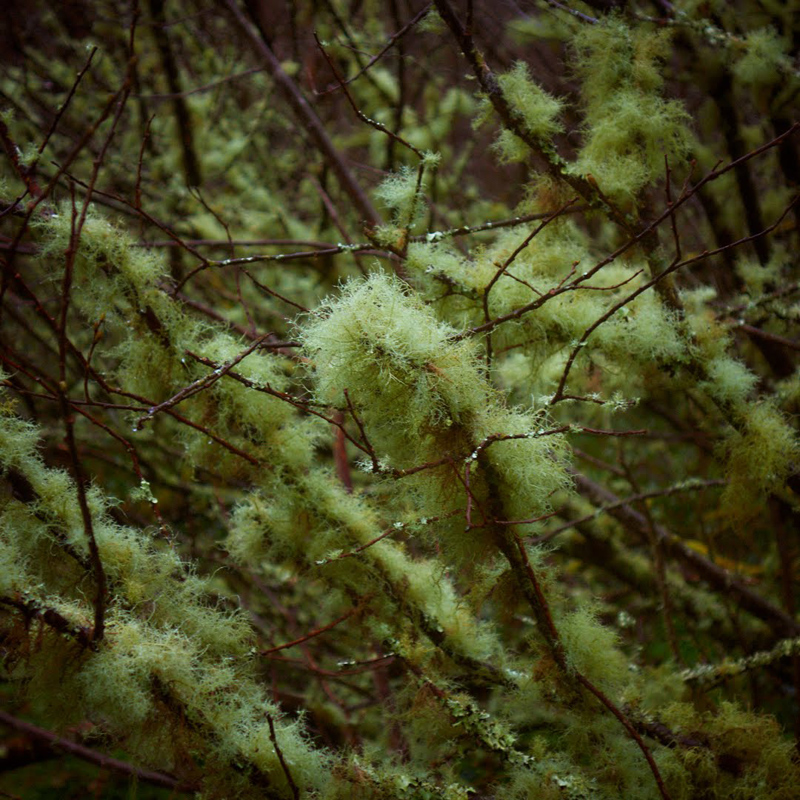 lichen10_02_18b.jpg