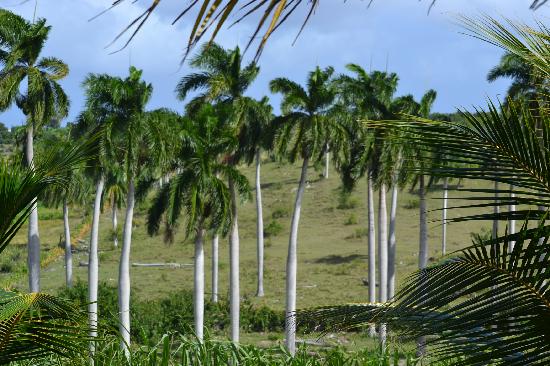 royal-palm-trees.jpg