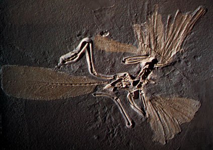 Archaeopteryx-skeleton-cast-fossil-limestone-matrix.jpg