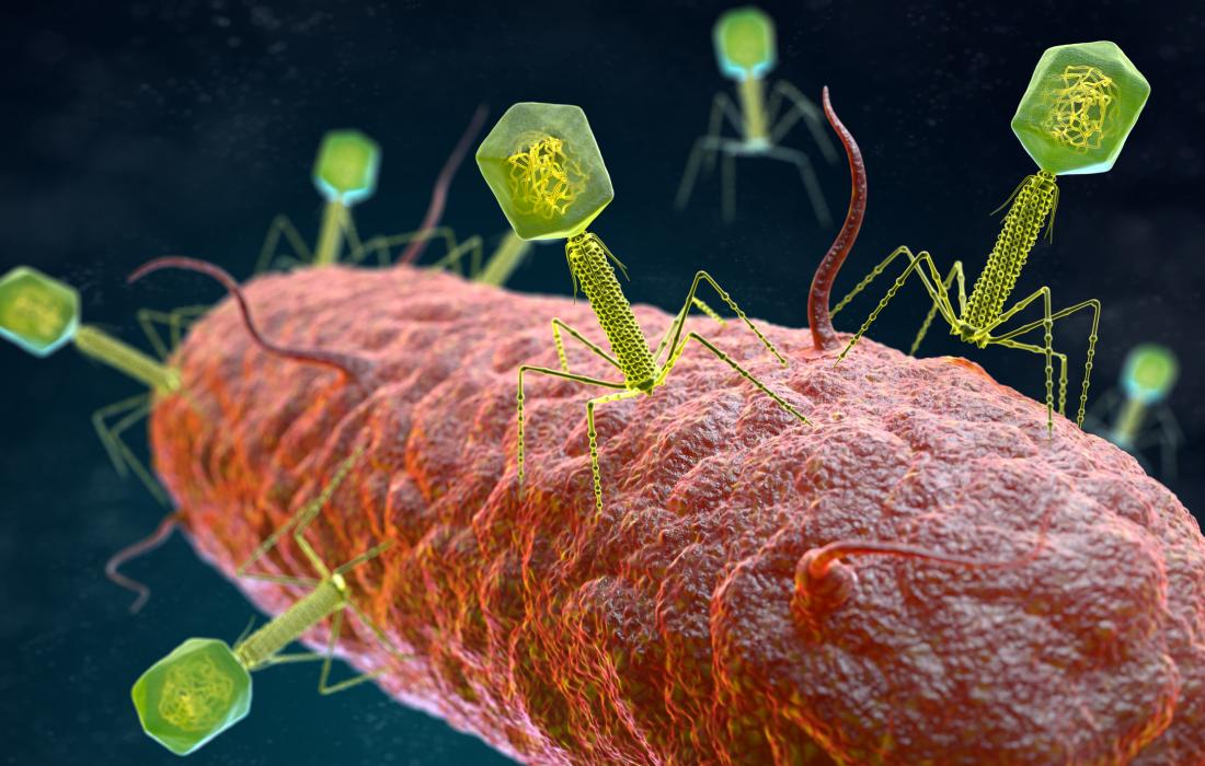 bacteriophages-infecting-a-bacterium.jpg