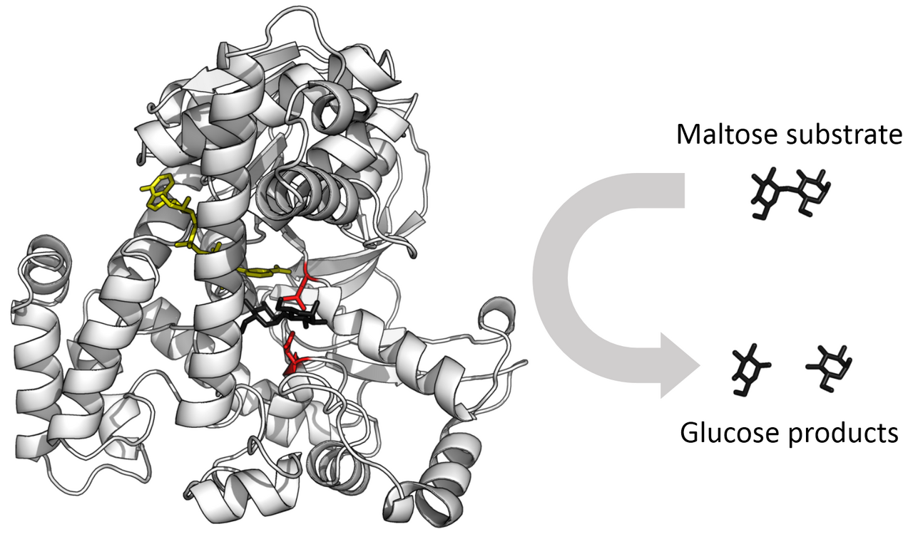 1280px-Glucosidase_enzyme.png