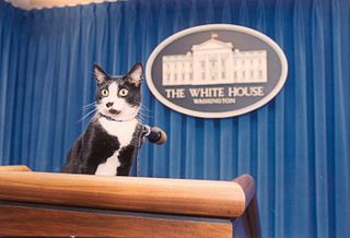 320px-Photograph_of_Socks_the_Cat_Standing_on_the_Press_Podium_in_the_Press_Room_at_the_White_House-_12-05-1993_%286461507867%29.jpg