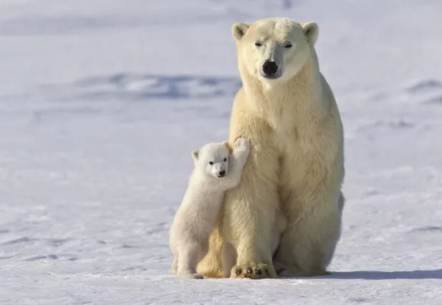 polar-bear-mum-and-cub.jpg