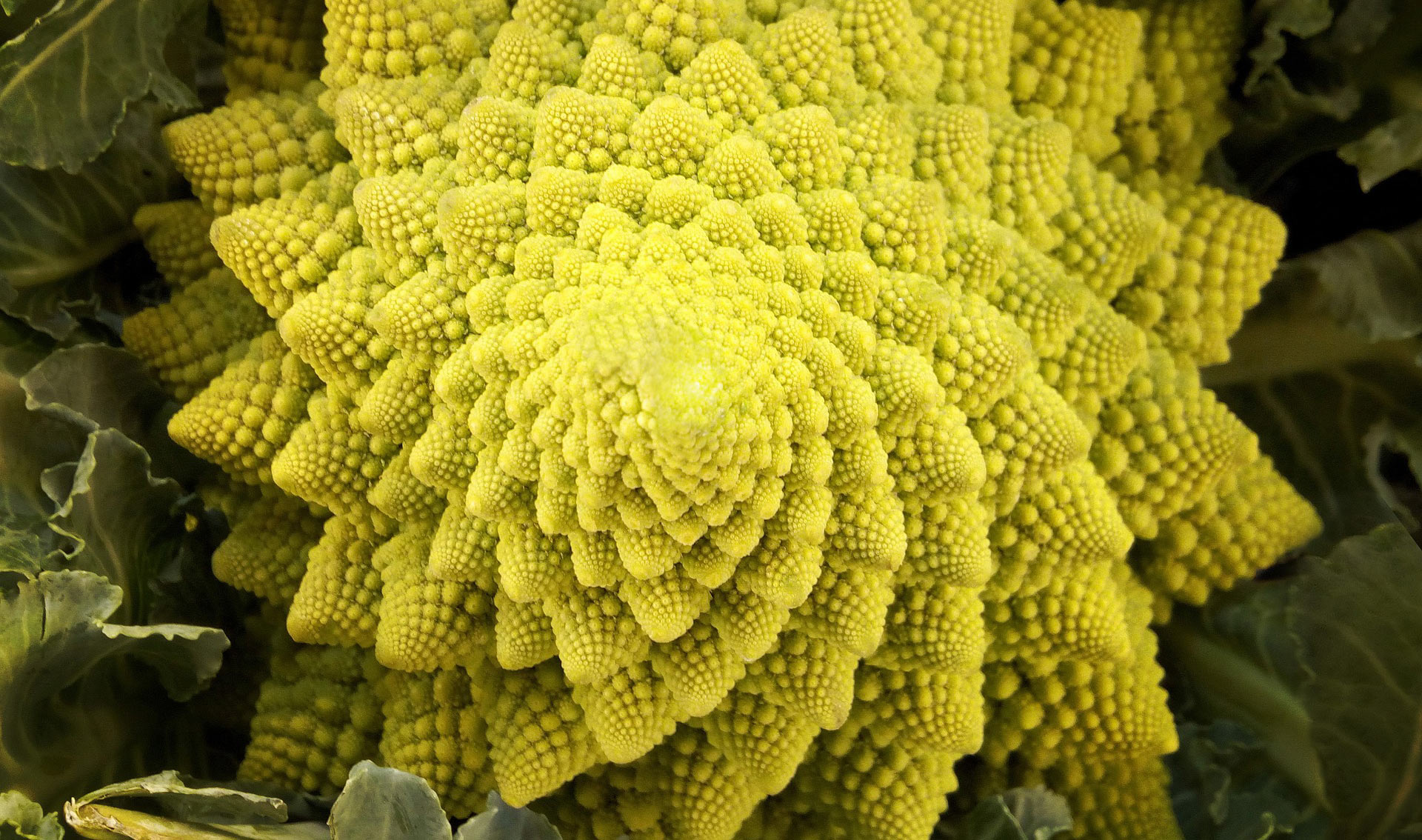 image_9853e-Romanesco-Cauliflower.jpg