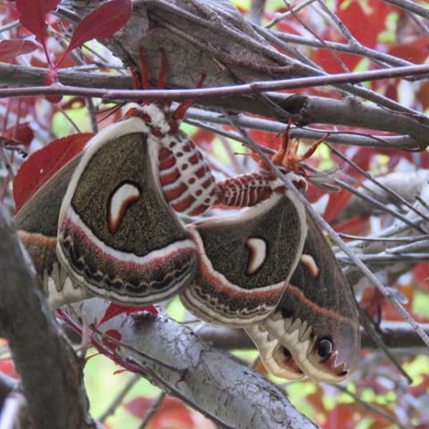 mating-Cecropia-moths-Wendy-Marrs.jpeg