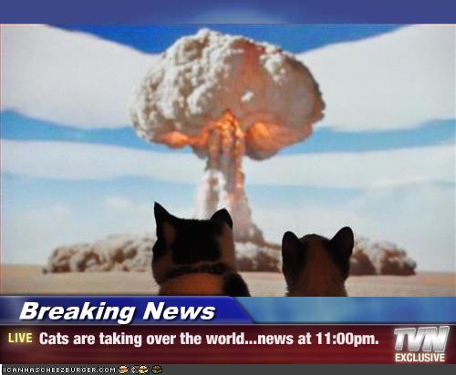 cat-domination1.jpg