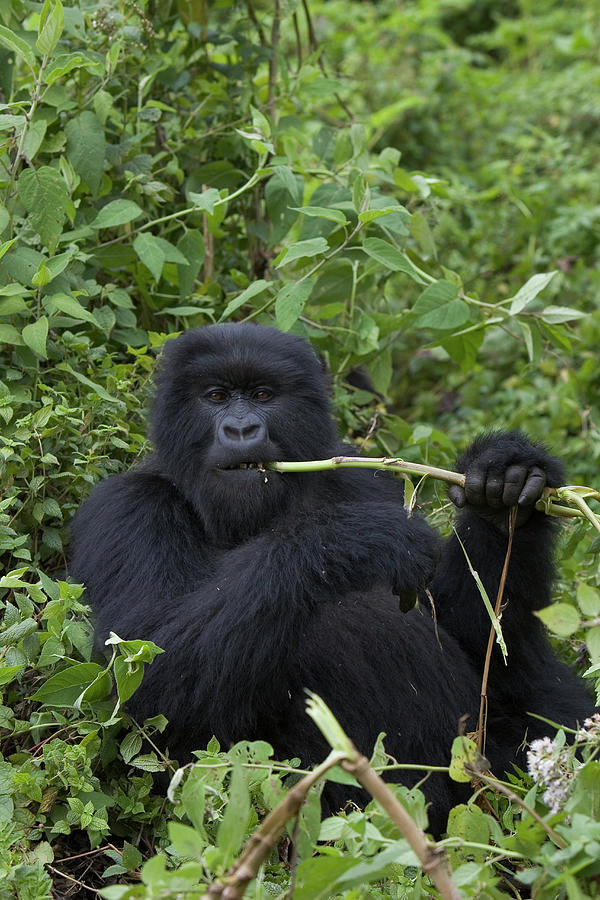 mountain-gorilla-eating-wild-celery-suzi-eszterhas.jpg