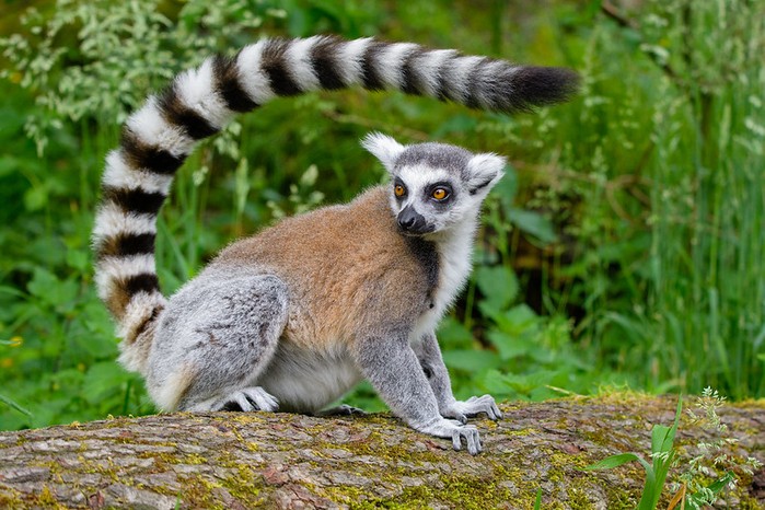 Mathias-Appel-Ring-tailed-lemur-showing-tail-032ce8a.jpg