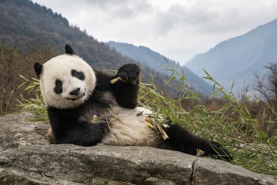 a-young-giant-panda-eating-bamboo_u-l-q1dbwwy0.jpg