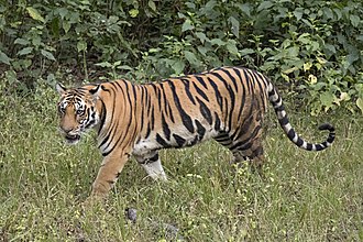 330px-Bengal_tiger_%28Panthera_tigris_tigris%29_female_3_crop.jpg