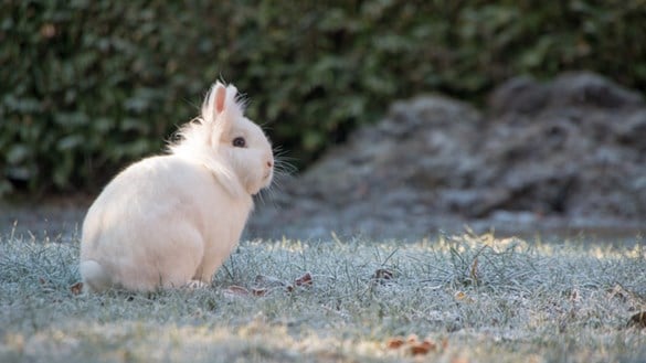 rabbit-in-freezing-weather.jpg